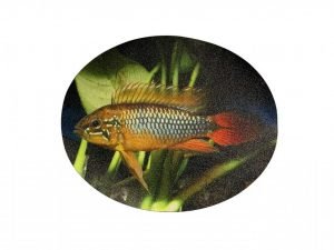 Apistogramma Oval Floor Graphic
